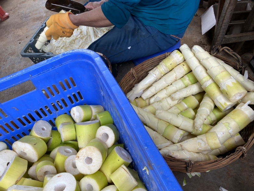 竹笋处理步骤图:展示竹笋从去壳到切片的全过程 竹笋处理步骤图