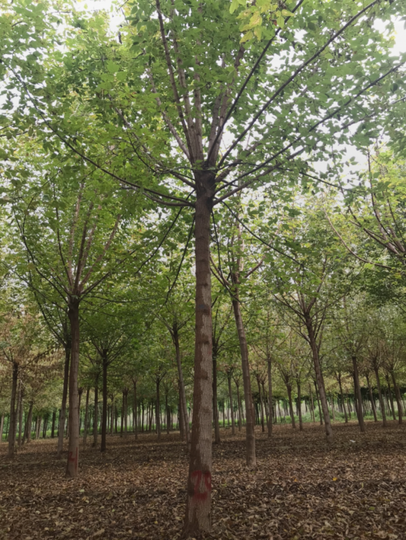 复叶槭5-12公分，自家苗圃一手货源，品质高价格低。
