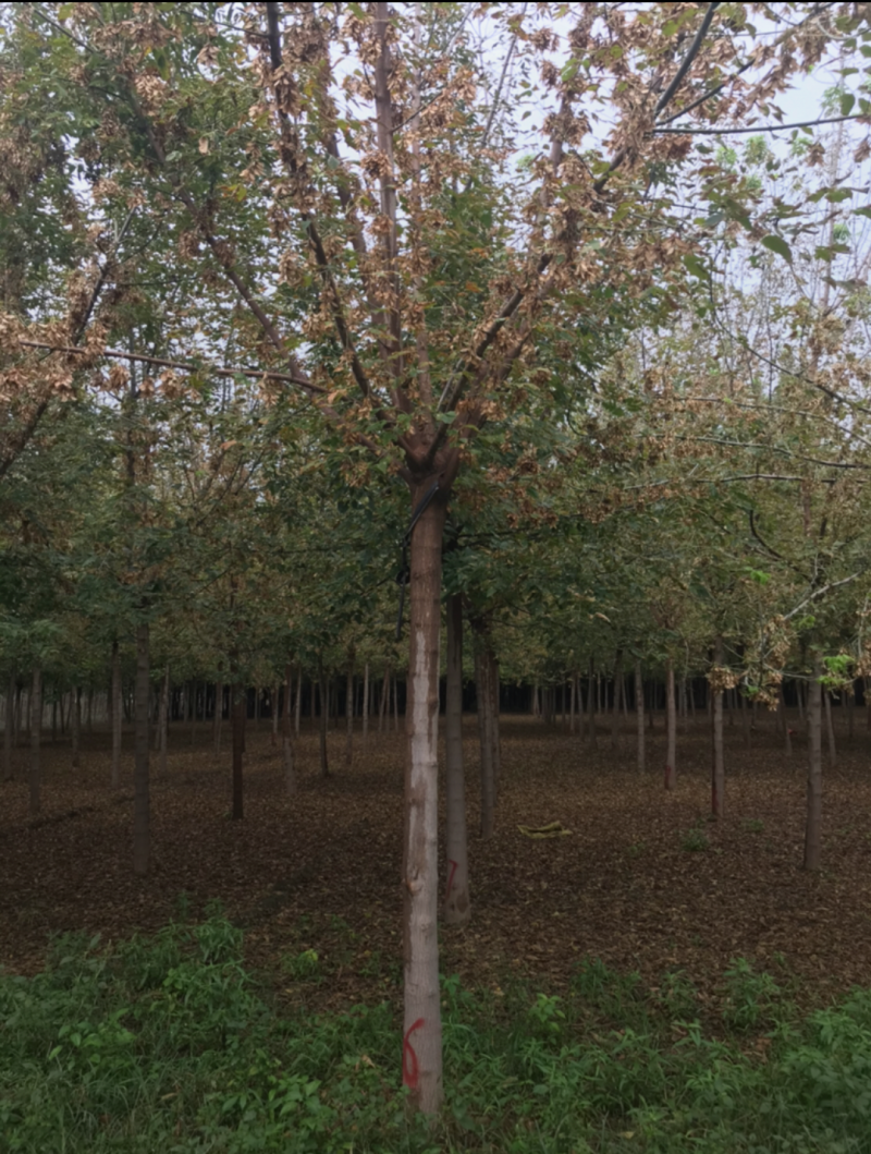 复叶槭5-12公分，自家苗圃一手货源，品质高价格低。