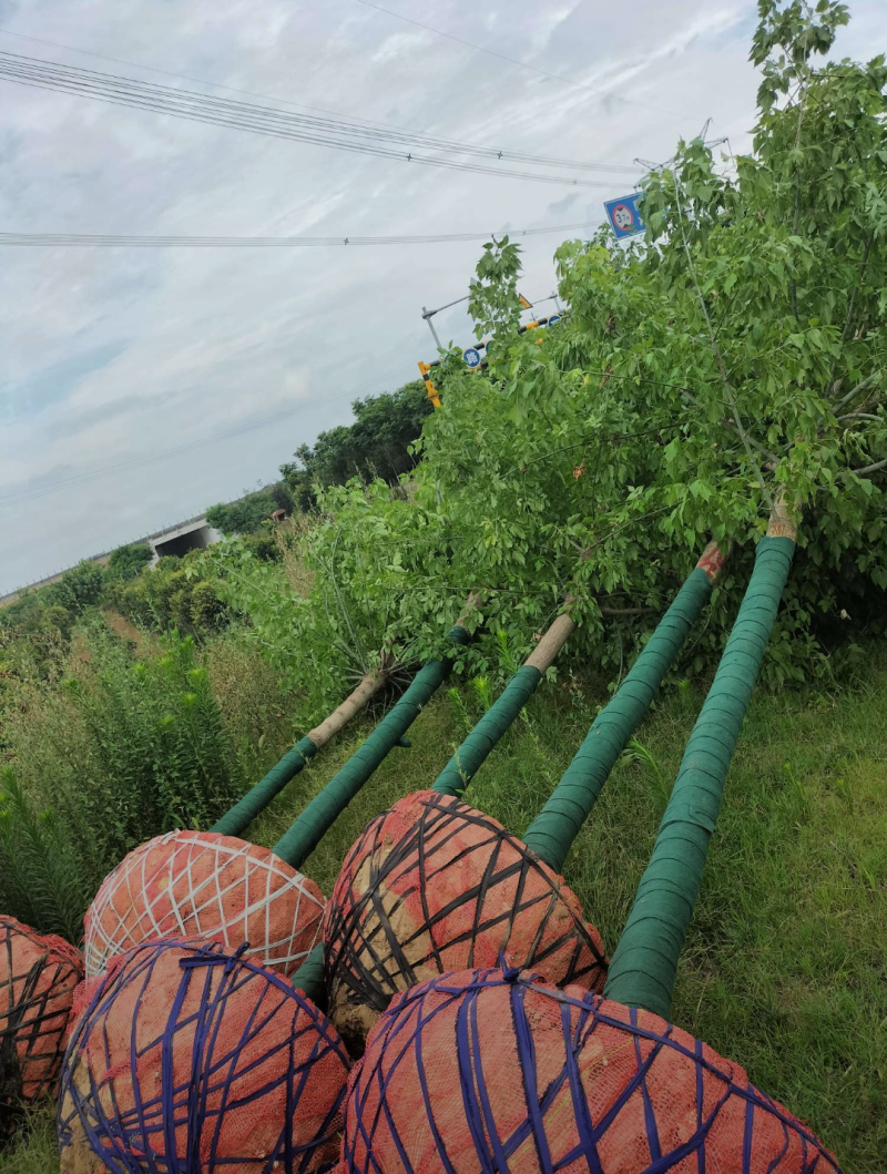 复叶槭5-12公分，自家苗圃一手货源，品质高价格低。