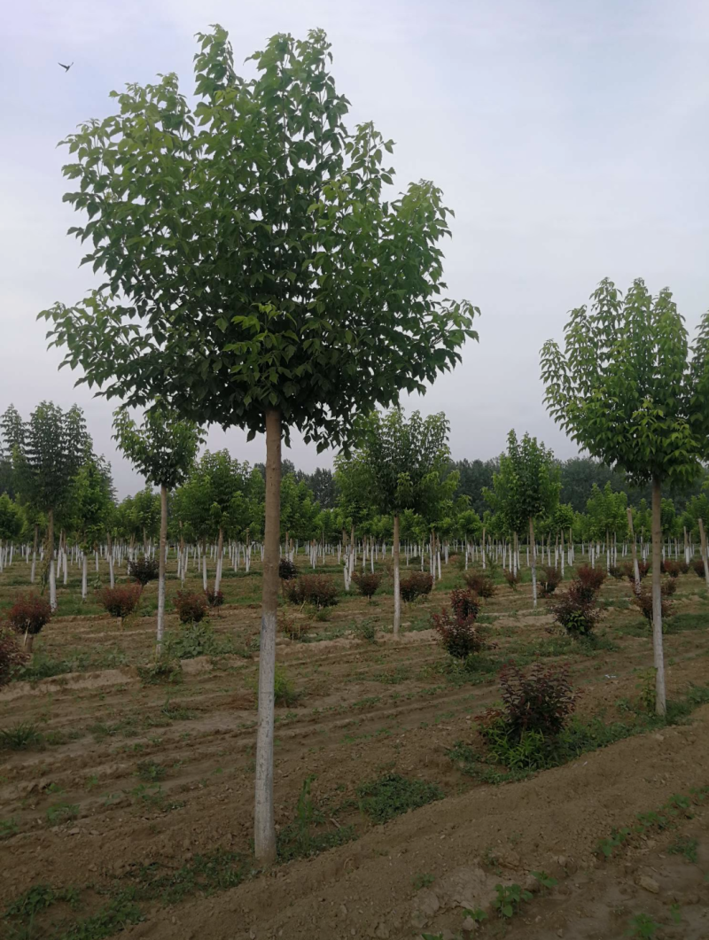 复叶槭5-12公分，自家苗圃一手货源，品质高价格低。