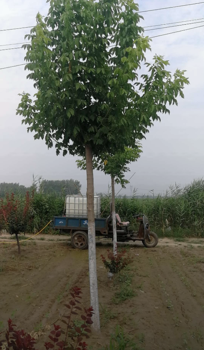 复叶槭5-12公分，自家苗圃一手货源，品质高价格低。