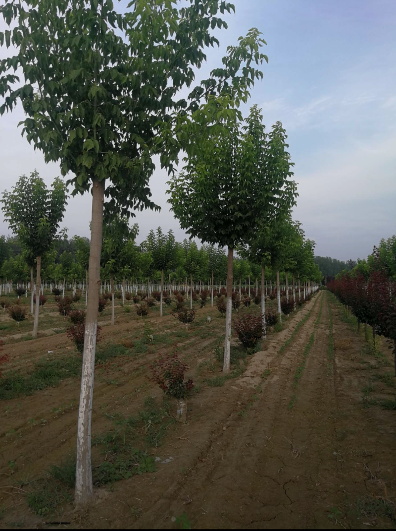 复叶槭5-12公分，自家苗圃一手货源，品质高价格低。