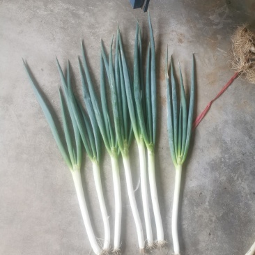 铁杆大葱大量上市