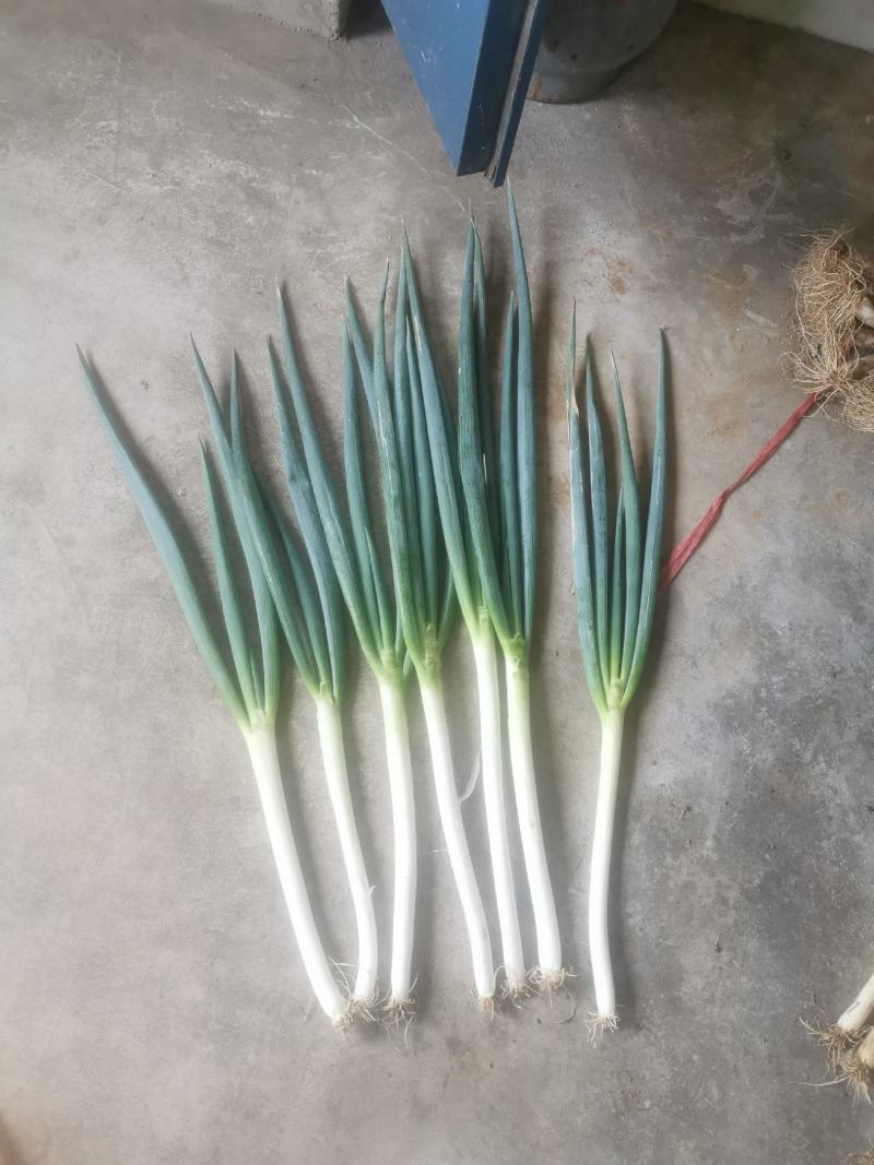 铁杆大葱大量上市
