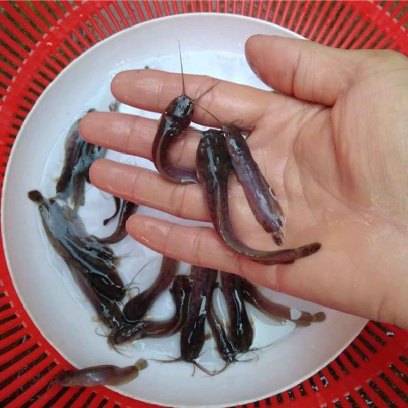 塘角鱼苗胡子鲶鱼苗三黄塘鲺鱼本地塘鲺鱼苗批发优质苗