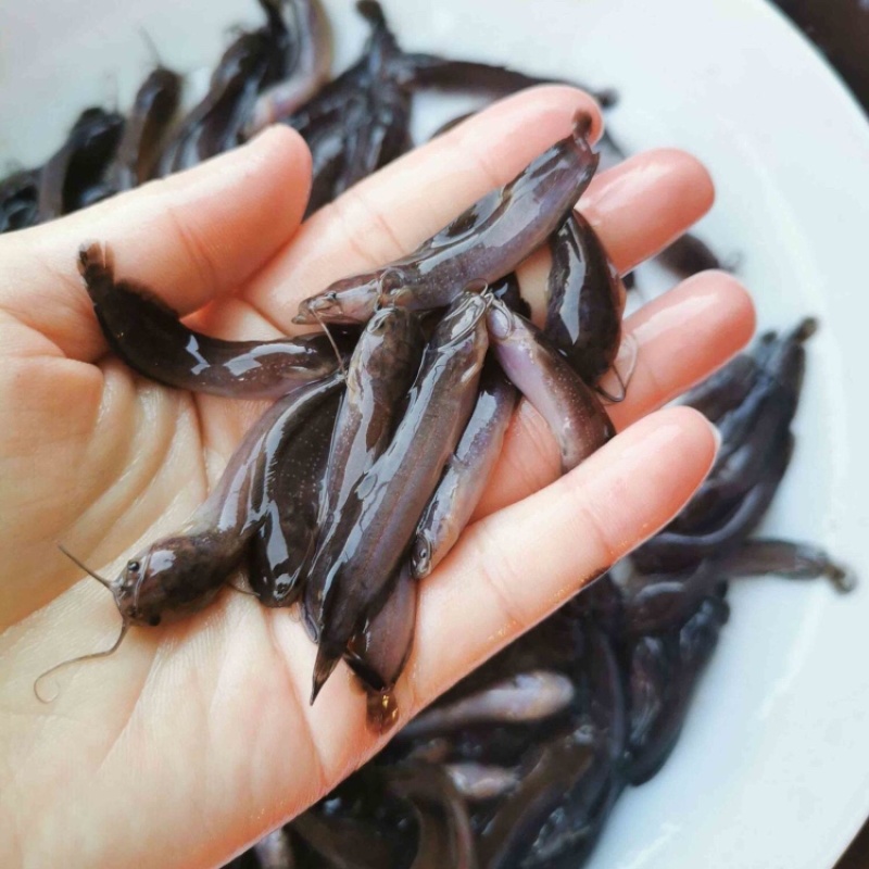 塘角鱼苗胡子鲶鱼苗三黄塘鲺鱼本地塘鲺鱼苗批发优质苗