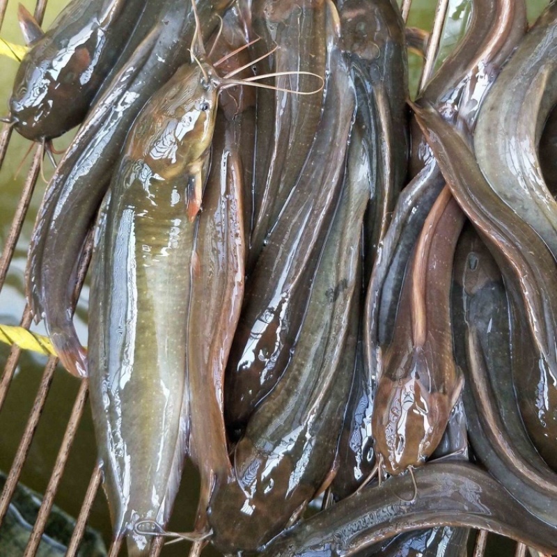 塘角鱼苗胡子鲶鱼苗三黄塘鲺鱼本地塘鲺鱼苗批发优质苗