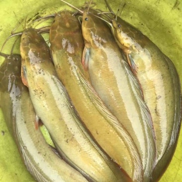 塘角鱼苗胡子鲶鱼苗三黄塘鲺鱼本地塘鲺鱼苗批发优质苗