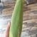 黄甜玉米