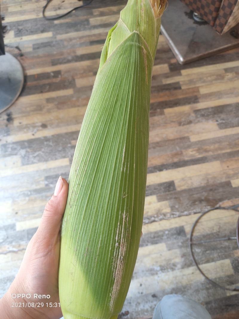 黄甜玉米