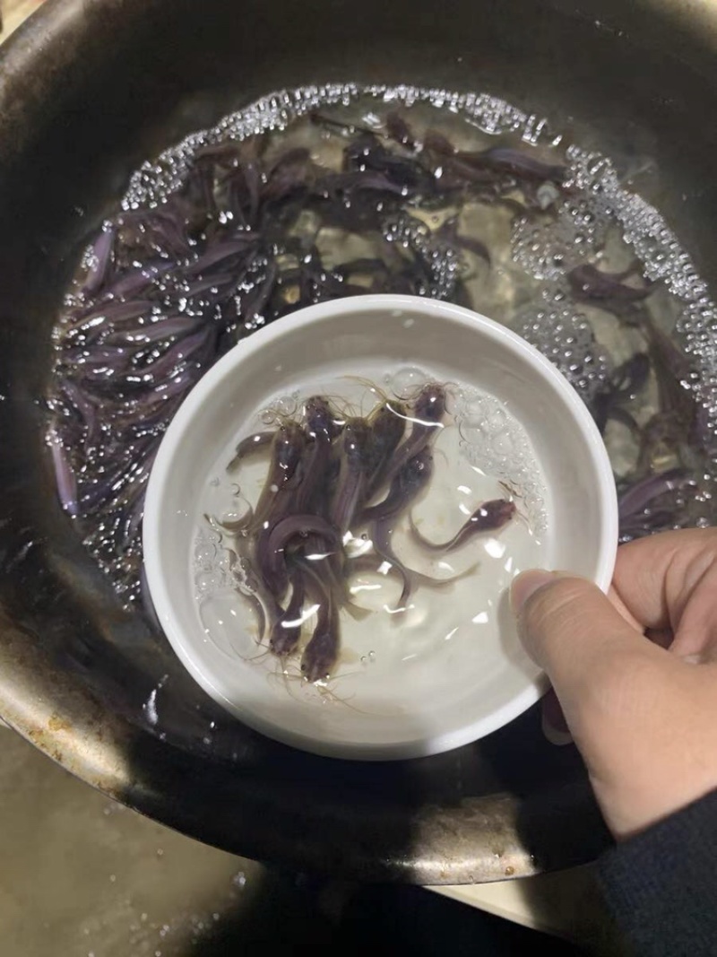 塘角鱼苗胡子鲶鱼苗三黄塘鲺鱼本地塘鲺鱼苗批发优质苗