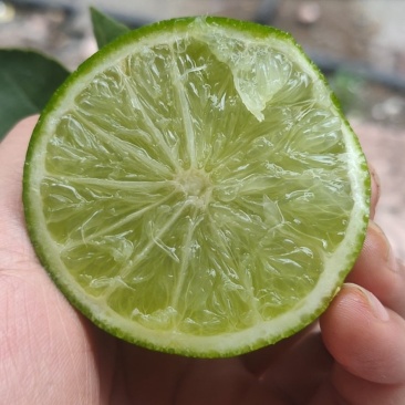 无籽青柠檬