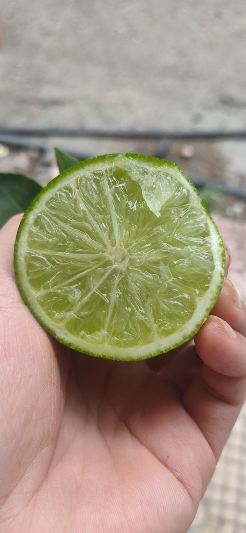 无籽青柠檬