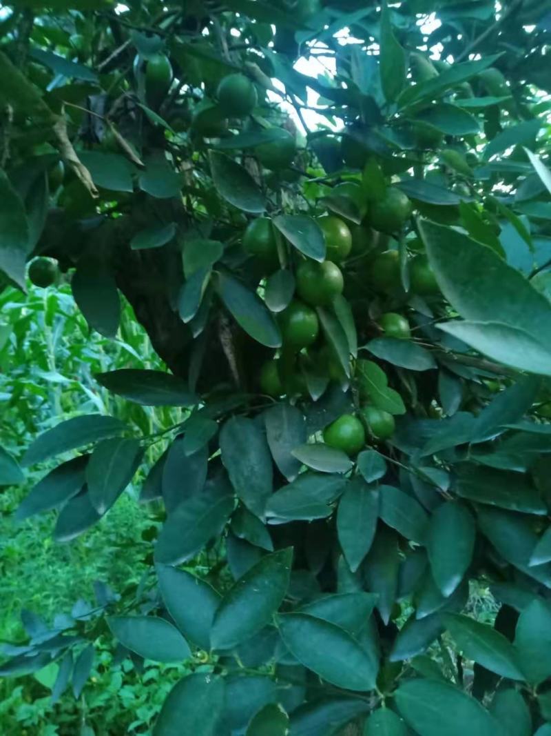 无籽青柠檬