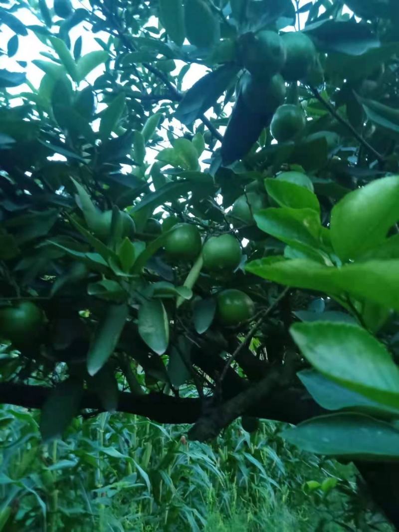 无籽青柠檬