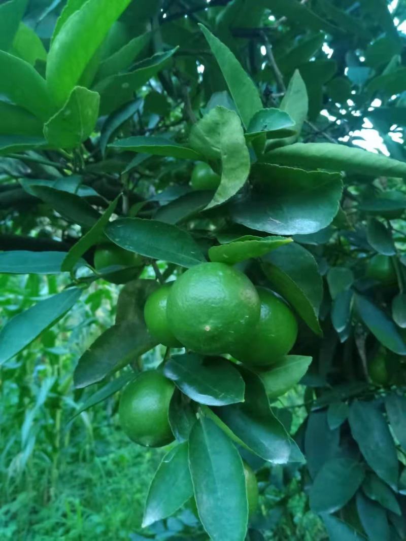 无籽青柠檬