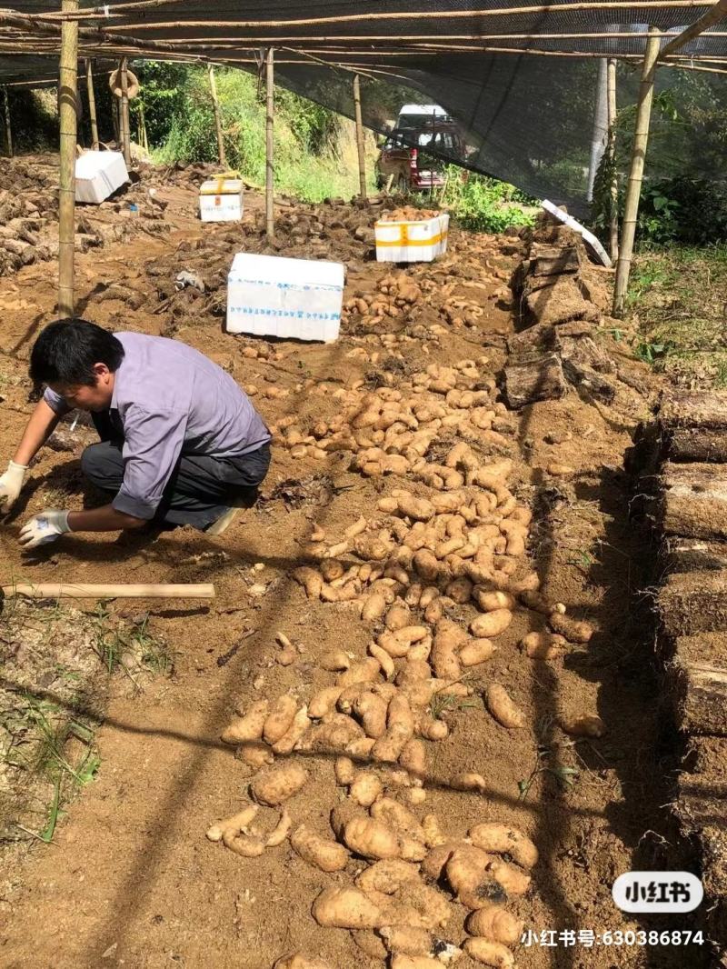 鲜天麻野生天麻湿天麻冬麻生天麻现挖林下麻