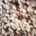 潍坊市安丘市昌乐县鲜芋头大量上市，欢迎新老客户前来采购。