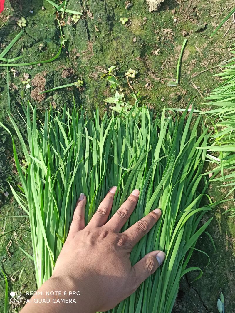 邯郸万亩韭菜基地，常年供应优质韭菜