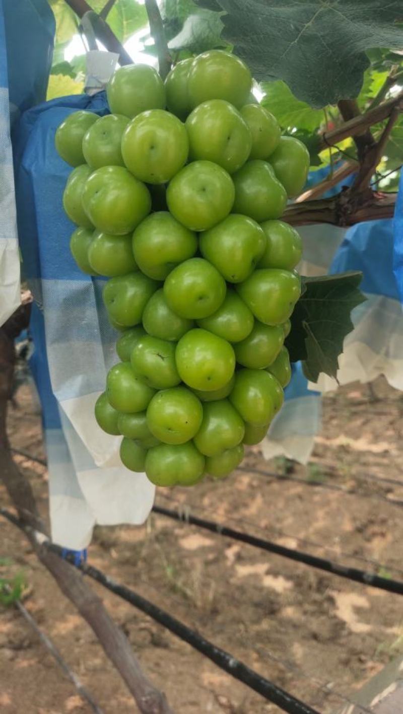 阳光玫瑰