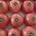 辽宁西红柿，大量上市，产地直发，欢迎各位老板选购