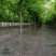 金叶复叶槭6-13公分,自家苗圃一手货源,品质高,价格低