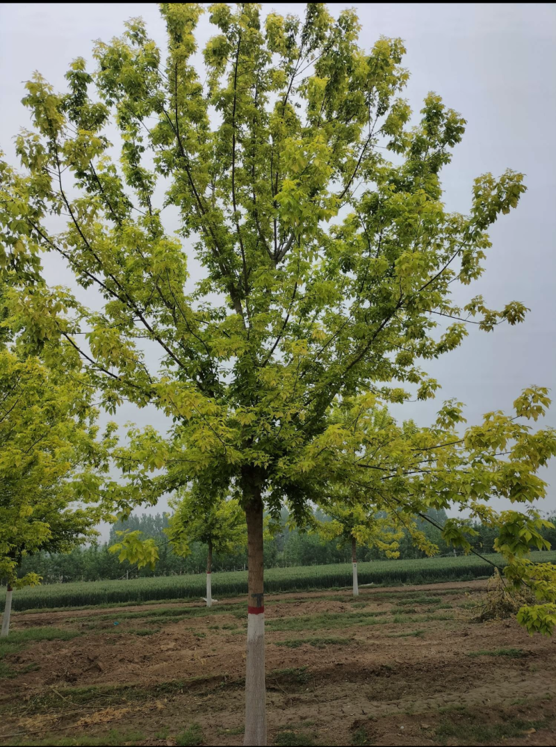 金叶复叶槭6-13公分，自家苗圃一手货源，品质高，价格低