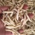 竹虫食用昆虫（一手货源）好货无冰批发零售