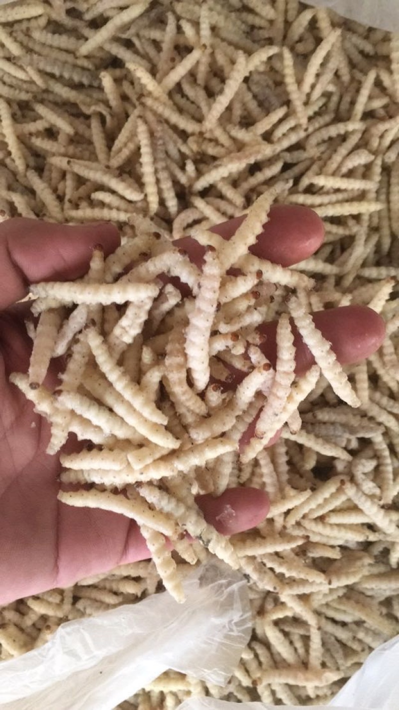 竹虫食用昆虫（一手货源）好货无冰批发零售