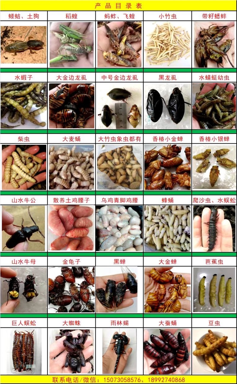 竹虫食用昆虫（一手货源）好货无冰批发零售