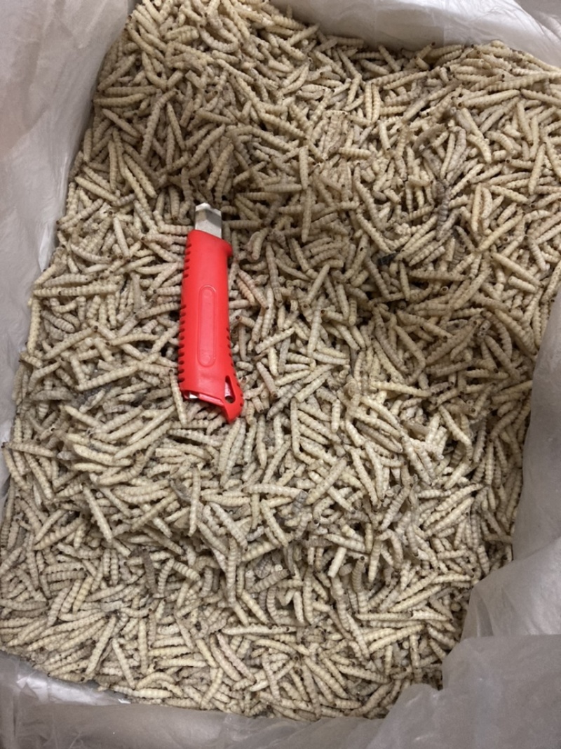 竹虫食用昆虫（一手货源）好货无冰批发零售