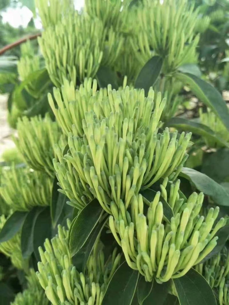 湘蕾金银花花王嫁接苗，产地直供，适应南北栽种，产量高。