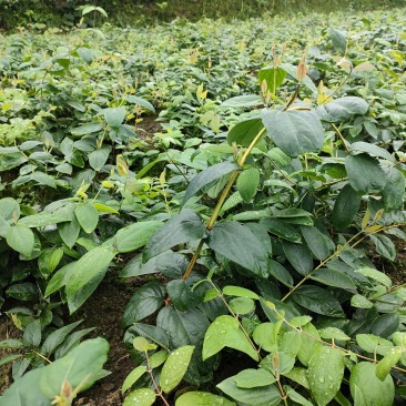 湘蕾金银花花王嫁接苗，产地直供，适应南北栽种，产量高。