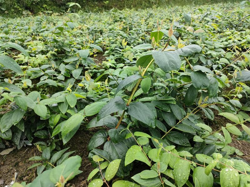 湘蕾金银花花王嫁接苗，产地直供，适应南北栽种，产量高。
