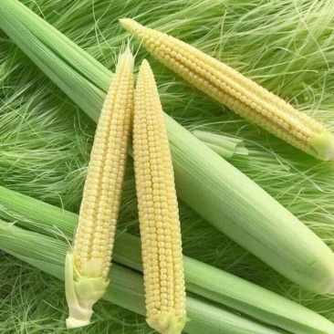 新鲜玉米笋去皮新鲜迷你玉米笋棒迷你水果玉米芯炖汤食材包邮