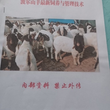怎么养波尔山羊努比亚黑山羊长势快繁殖高，养殖技术资料，