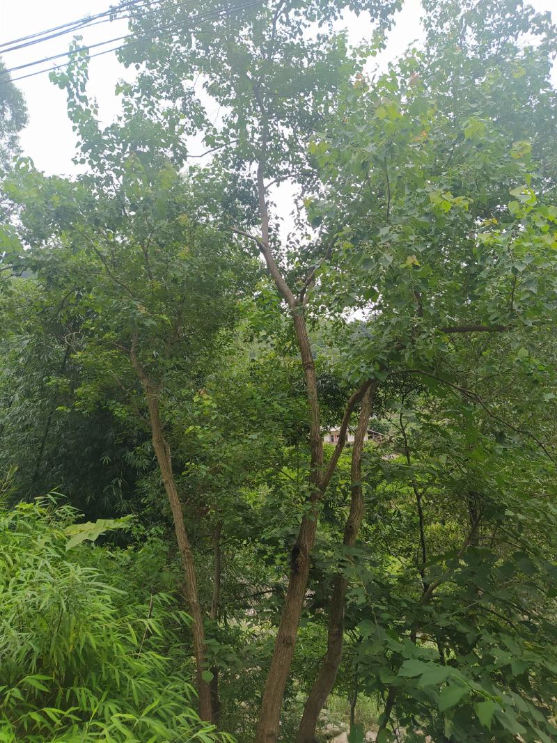 70公分4丛生乌桕，32公分精品乌桕