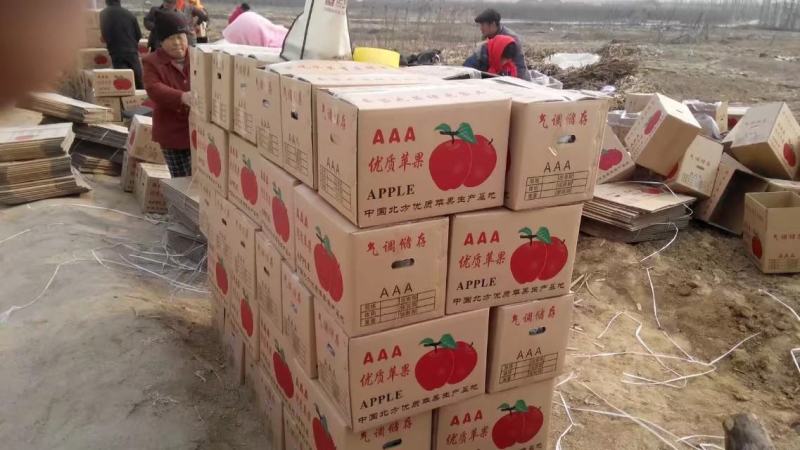 山东红富士苹果批发基地膜袋红富士苹果纸袋红富士苹果今日价