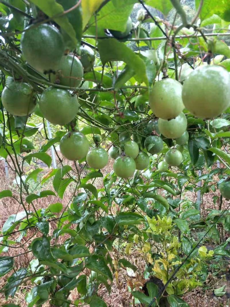 原产地百香果长期供应量大从优