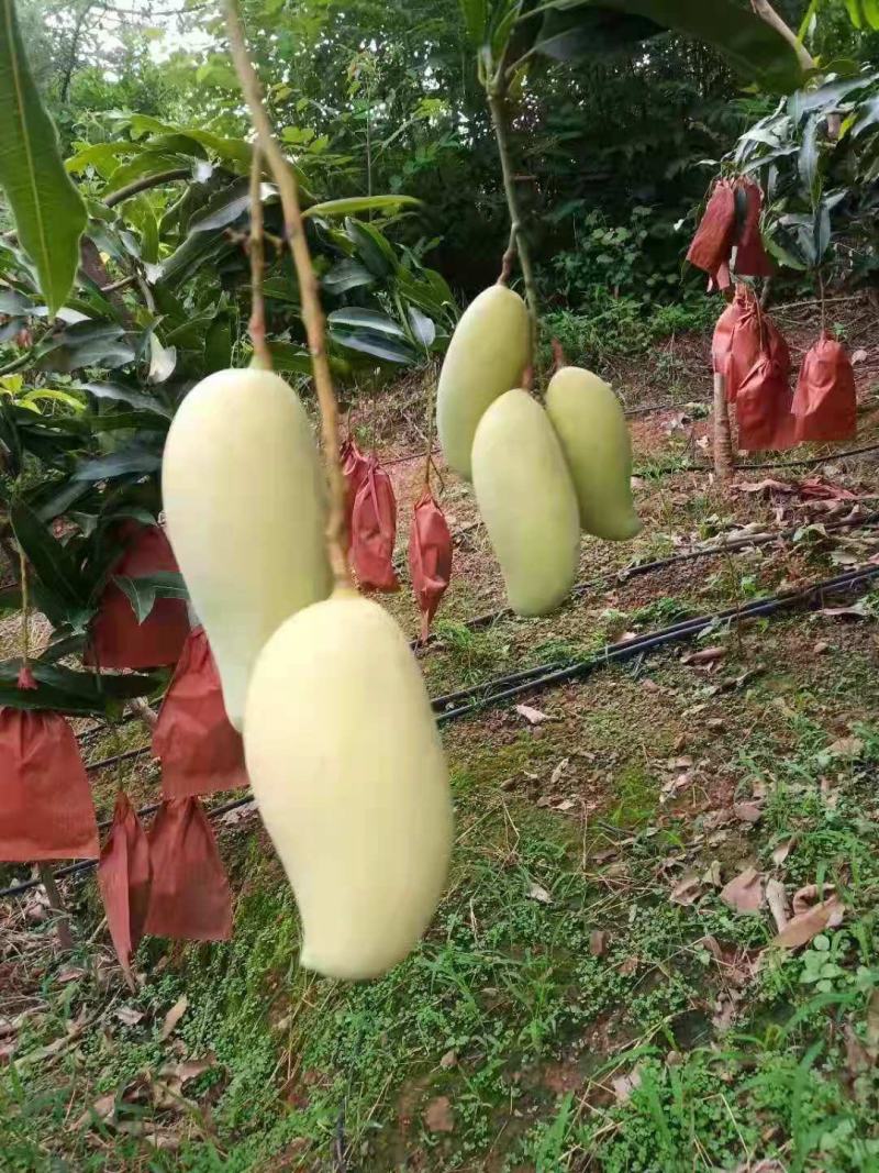 云南芒果晚熟芒超甜个大耐运输