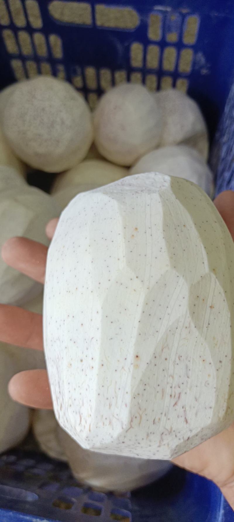 芋头，荔浦香芋，荔浦芋头，软糯香甜，皇家贡品，送礼佳品！
