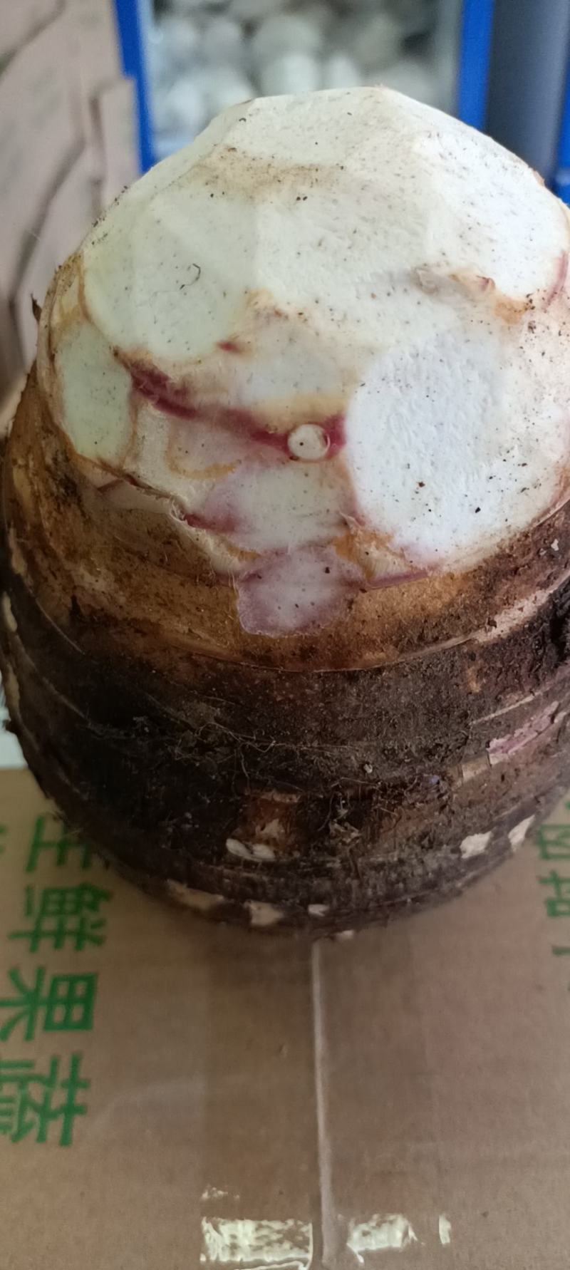 芋头，荔浦香芋，荔浦芋头，软糯香甜，皇家贡品，送礼佳品！