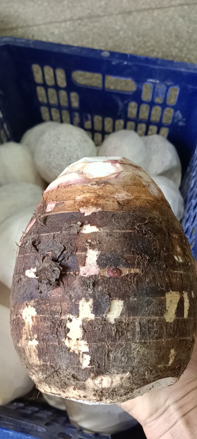 芋头，荔浦香芋，荔浦芋头，软糯香甜，皇家贡品，送礼佳品！
