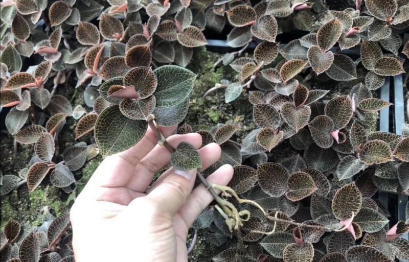 金线莲种苗免费提供技术指导发快递除了偏远地区包邮