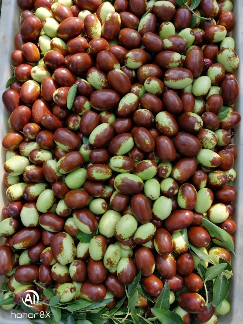 夏县冬枣