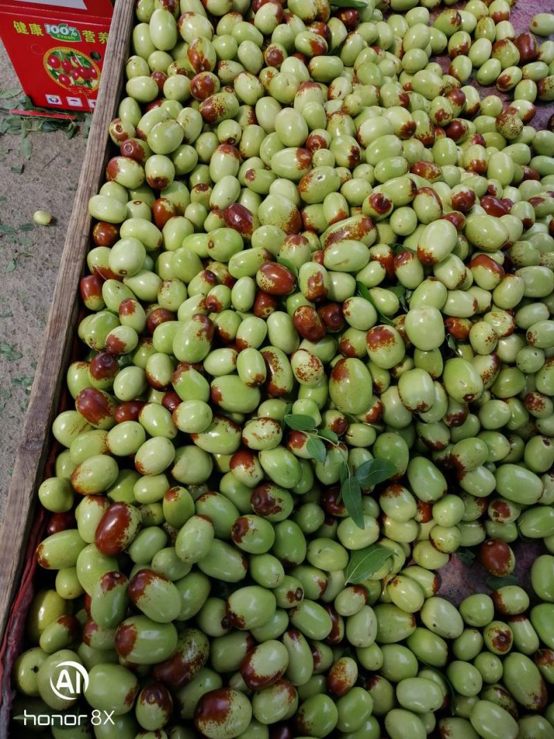 夏县冬枣