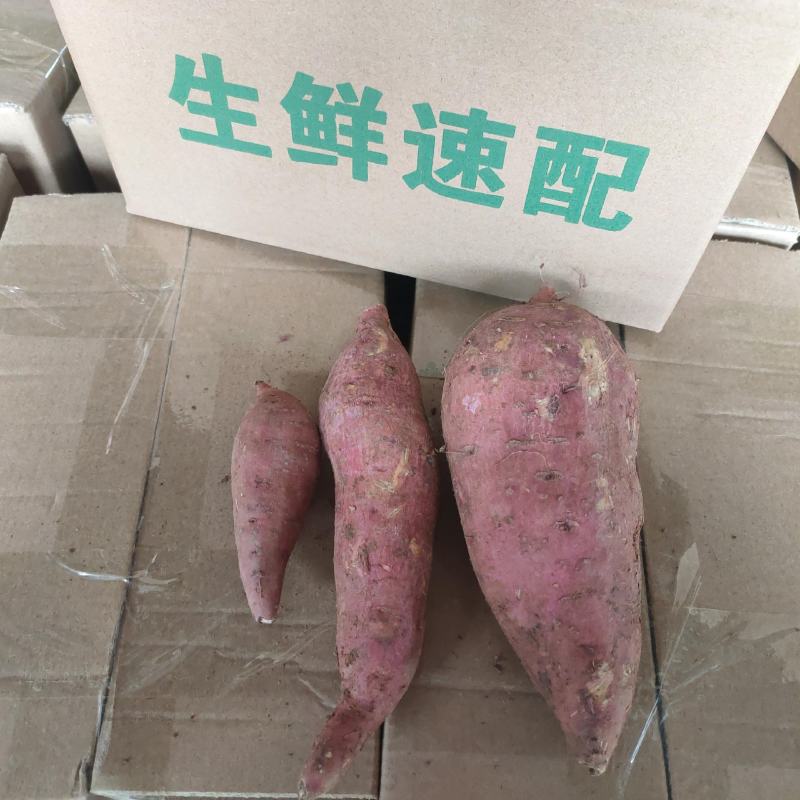 西瓜红蜜薯直播带货电商微商一件代发