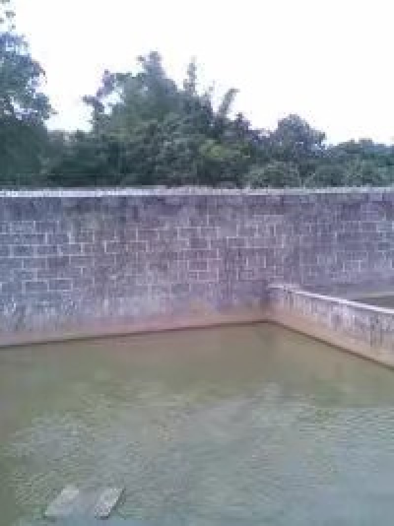 纯正广西外塘黄沙鳖，自小到大冷水养殖，自然过冬