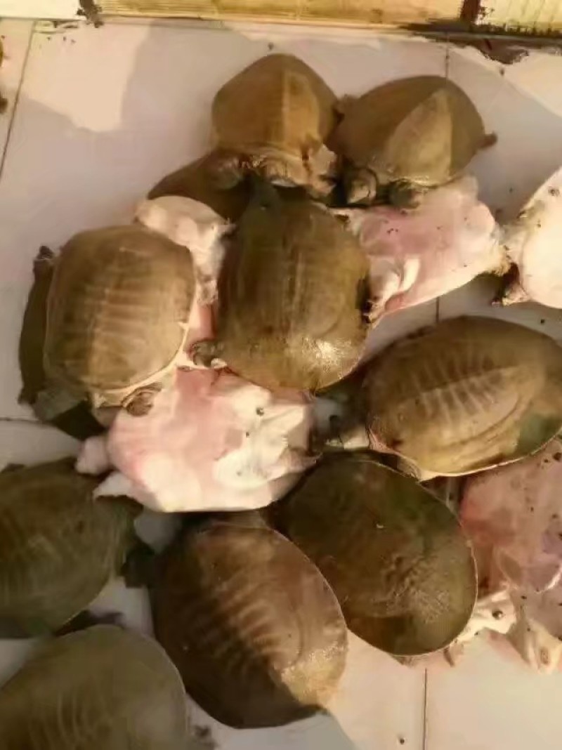 纯正广西外塘黄沙鳖，自小到大冷水养殖，自然过冬